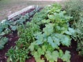 Tips for Saving Space and Time in the Vegetable Garden