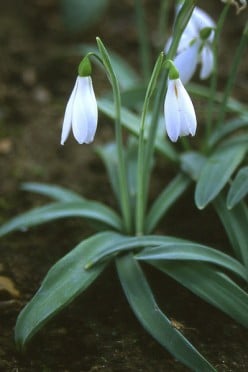 Snowdrop  Flowers - Information and Tips on Growing Galanthus