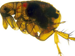 A flea infected with yersinia pestis, shown as a dark mass. 