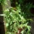 Hiding out of reach, this Heinz tomato plant was my best producer of the season. I would have supported it a bit better if the other tomato plants weren't in the way!