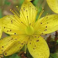 St. John's wort flower. CAM stand for complimentary and alternative medicine.