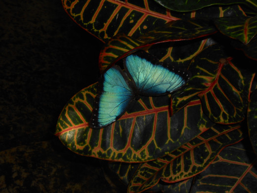 Blue morpho butterfly resting on a colorful leaf.  