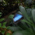 Amazing sparkling blue color on these wings.  Blue morpho butterfly resting on a leaf. 
