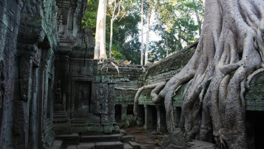 Plants have engulfed the temples of the Khmers.