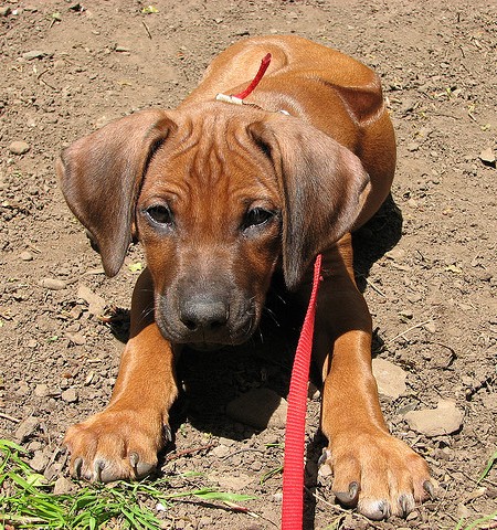 Strong African Dog Names for a Rhodesian Ridgeback (From Ata to Zula ...