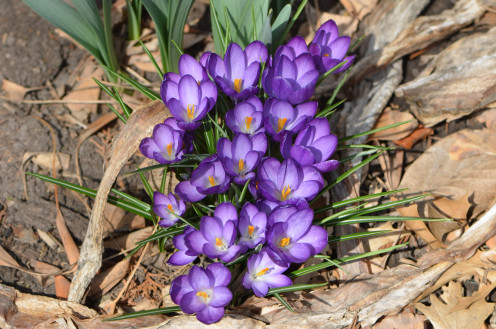 The color of these snow crocus are amazing.  