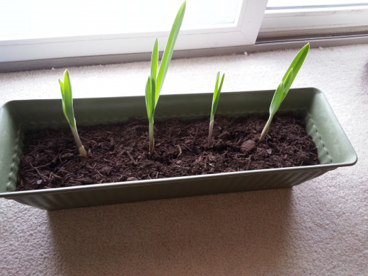 After about 2 weeks. They came up fast but then started slowing down. Just planted garlic bulbs from a friend's garden right into soil.