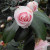 Even before they are fully open, camellias are very beautiful. Even before they are fully open, camellias are very beautiful.