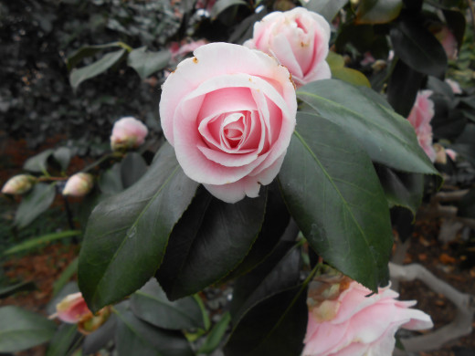 Even before they are fully open, camellias are very beautiful.