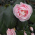 Light pink Camellia flower. Light pink Camellia flower.
