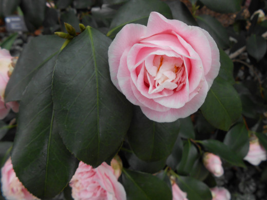 Light pink Camellia flower.