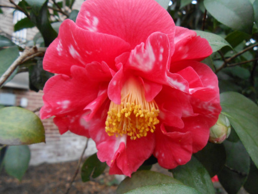 I love this camellia, with the darker pink and white on the petals. 'Guest of Honor,' Camellia Japonica.