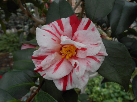 This camellia is white with darker pink stripes on it.  