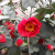'California' Camellia 'California' Camellia