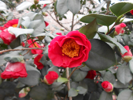 'California' Camellia