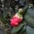 Camellia Bud - 'California' Camellia Bud - 'California'