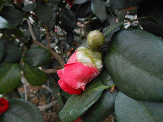 Camellia Bud - 'California' 
