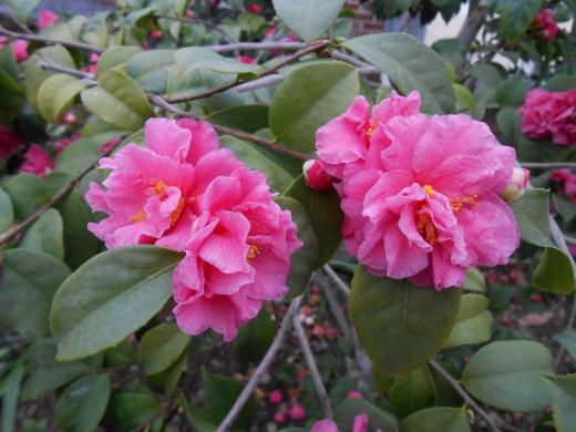 This camellia is more of a bubblegum pink, and very beautiful.  