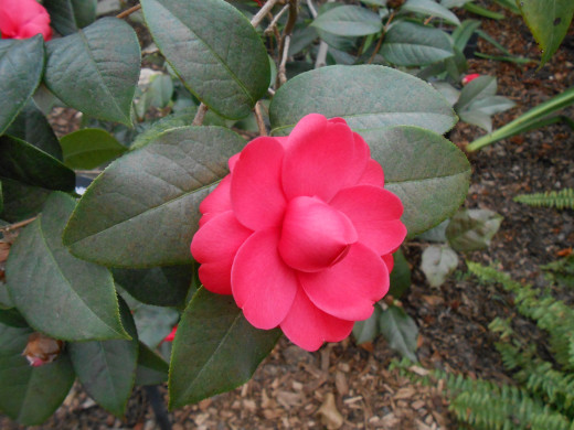 Camellia 'Jinqu' Theaceae