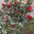 'Marc Eleven' - Camellia Japonica 'Marc Eleven' - Camellia Japonica