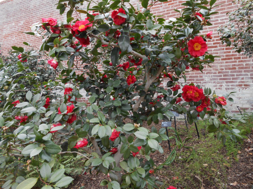 'Marc Eleven' - Camellia Japonica