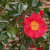 'Marc Eleven', Camellia Japonica 'Marc Eleven', Camellia Japonica