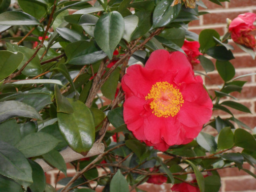 'Marc Eleven', Camellia Japonica