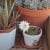 Succulents and cactus flower and don't need a lot of water