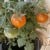 Try growing your own tomatoes