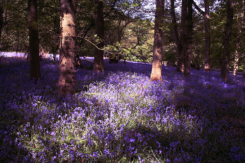 A wonderful carpet of bluebells in a wood in the Cotswolds, Glos. Copyright Nick Owen from Flickr