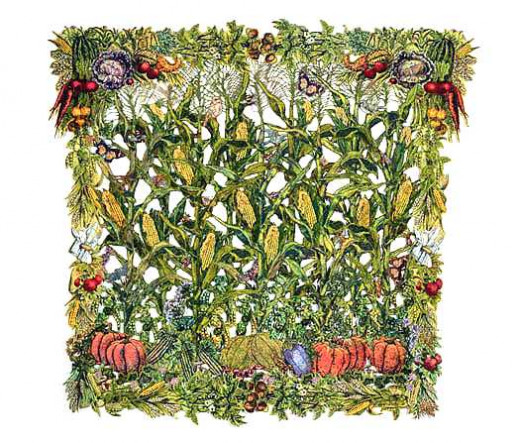 Three Sisters Garden - Graphic from the Organic Consumer Association Website  