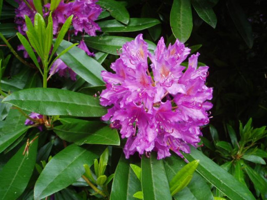 Gorgeous Purple Rhododendron Blooms