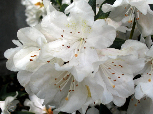 White rhododendron flowers with little spots on them.  