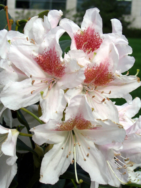One of the many varieties of Rhododendron flowers, these are beautiful with the white and red on the petals.  (Or dark pink color.)