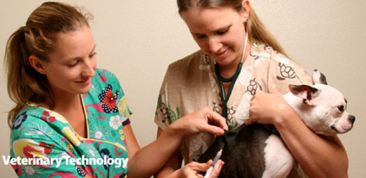 Windward Community College's Associate in Science in Veterinary Technology combines traditional classroom instruction with an intensive hands-on laboratory.