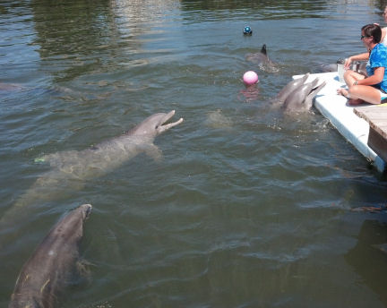 All the dolphins want to get in on "recess" - which can include playing ball