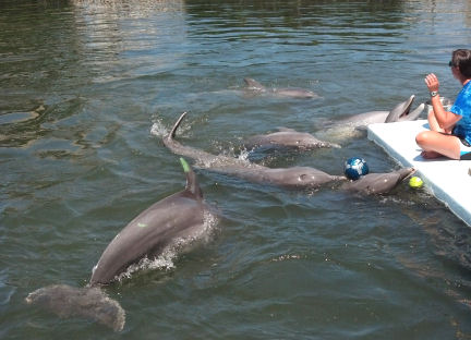 The dolphins don't "have to" participate in these sessions - but they all seem to want to!