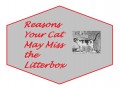 What To Do When Your Cat Is Missing the Litterbox