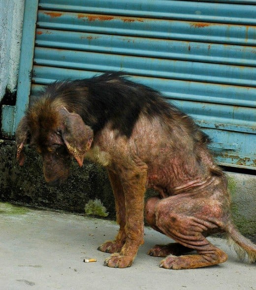 Demodectic Mange In Dogs Symptoms and Treatment Tips