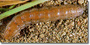 Cutworms are especially harmful to young transplants.