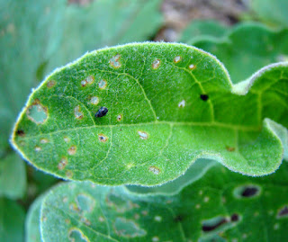 This type of damage on a leaf is a telltale sign that your garden is facing flea beetle infestation