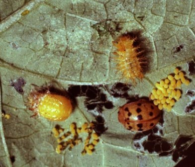 These are different forms of the destructive Mexican Bean beetle. One form, as you will notice, looks deceptively like an orange ladybug