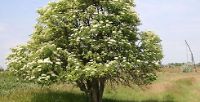 Elder Tree