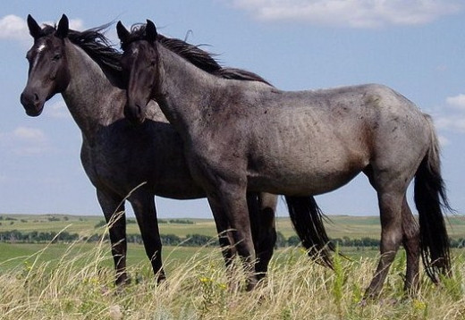 Nokota horses