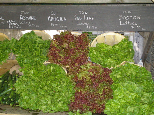 Many different types of Lettuces that are arranged in order for sale at local Farmer Market.  Local Farmer Markets are a great place to fine fresh home grown Lettuce grown locally from a vegetable farmer that enjoys growing many vegetables on his far