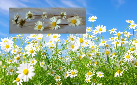 Daisy.