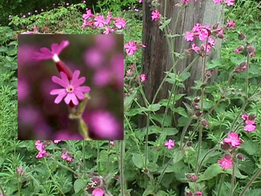 Pink Campion.