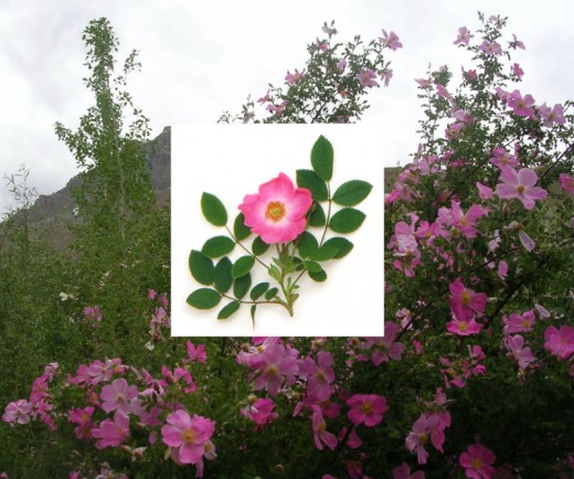 Wild Rose.