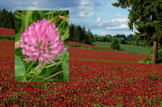 Red Clover.