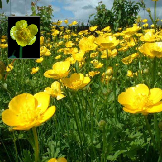 Buttercup.